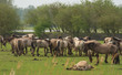 Herd of Konik horses in spring