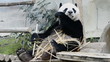 cute giant panda bear eating bamboo