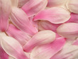 Frisch duftende Magnolienblüten