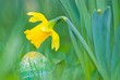 Blumiges Osterei unter Narzissenblüte