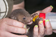 Foto: Stone marten (Martes foina) baby in a wildlife rescue center Stone marten (Martes foina) baby in a wildlife rescue center
