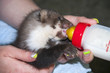 Foto: Stone marten (Martes foina) baby in a wildlife rescue center Stone marten (Martes foina) baby in a wildlife rescue center