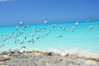 Photo: Seagulls at the coast of Little Exuma, Bahamas Seagulls at the coast of Little Exuma, Bahamas