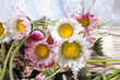 Gänseblümchen