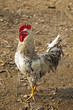 cock