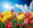 Üppige Farben im Frühling: Tulpen unter blauem Himmel