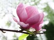 Foto: flower of magnolia flower of magnolia