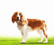 Funny dog portrait