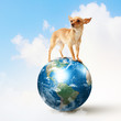 Dog with the Earth.