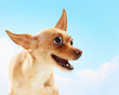 Funny dog portrait