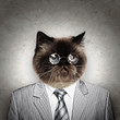 Funny fluffy cat in a business suit
