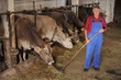 Farmer is working on a organic farm with cows