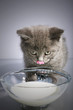 Junges Katzen Baby trinkt Milch