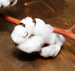 cotone