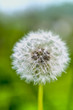 Closeup of a dandelion