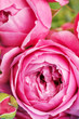 pink roses