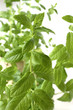 Mint branches