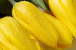Photo: tulipani gialli tulipani gialli