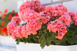 Foto: garden geranium flowers garden geranium flowers