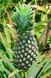 Pineapple in farm