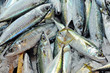 Fresh mackerels on sale at market stall
