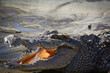 Crocodile