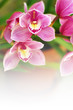 Orchids