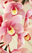 Orchids