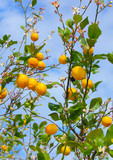 Lemons growing on lemon tree