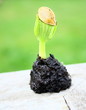graine qui germe,petite plantule de légume