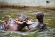 hippopotamus