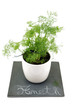 pot d'aneth sur ardoise fond blanc 1