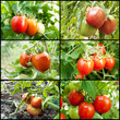 red tomatoes grow on twigs.