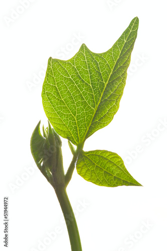 Photo: Green bean leaf isolated on white Green bean leaf isolated on white
