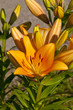 Foto: blooming lily blooming lily