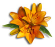 Foto: lily lily