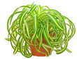 Chlorophytum
