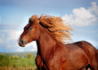 Photo: Portrait of running big beautiful horse Portrait of running big beautiful horse