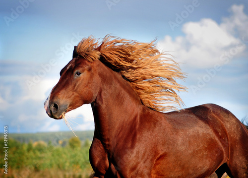 Photo: Portrait of running big beautiful horse Portrait of running big beautiful horse