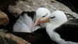 Albatross cleaning feathers