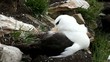 Albatross cleaning feathers