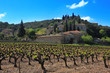 les vignes...