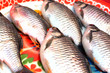 Silver barb
