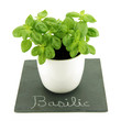 pot de basilic sur ardoise fond blanc 1