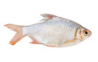 Fresh fish isolated on white background