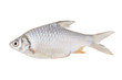 Fresh fish isolated on white background