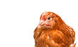 young pullet looking ahead at an angle