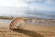 nautilus shell on the issyk-kul beach sand with mountains on bac