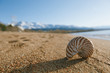Photo: nautilus shell on the issyk-kul beach sand with mountains on bac nautilus shell on the issyk-kul beach sand with mountains on bac