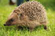Igel im Gras